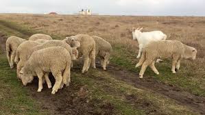 Oi merinos de vanzare constanta. 9 Oi Merinos De Palas Linia De Carne Georgecraciun