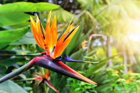 Bird Of Paradise Plant Indoors How To Care And Grow Indoors Guide Birds Of Paradise Plant Birds Of Paradise Flower Birds Of Paradise