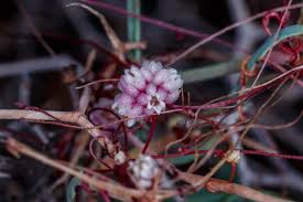 Image result for Cuscuta planiflora