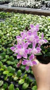 phal equestris pink self 姬蝴蝶蘭 粉花 自交 plants phalaenopsis orchids