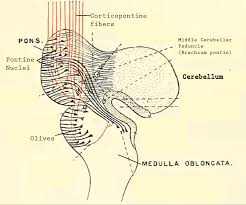 Image result for Pons