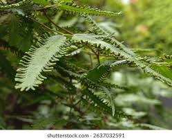 Image result for Lygodiaceae