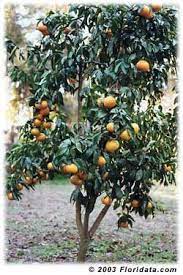 Mandarin Orange Z Trees Are Grown Commercially In Florida And Thrive In 8b To 11 Zones Citrus Trees Citrus Tree Garden Satsuma Tree