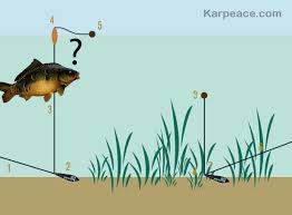 Montage Zig Rig Evitez Les Herbiers Conseils De Peche Astuces De Peche Peche