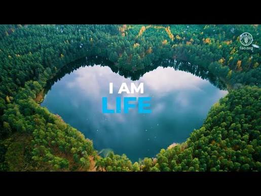Water is life, water is food - YouTube