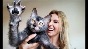 We did not find results for: The Wolf Cat The Lykoi Youtube