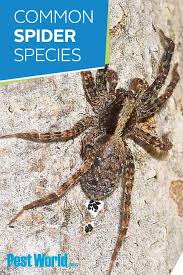 People with an interest in north american spiders should enjoy this book. bradley provides a very well written introduction to the biology, natural history, collection, and identification of spiders and provides stunningly beautiful illustrations of nearly 500 common species found in north america. With More Than 5 000 Species Of Spiders In North America Alone It Can Be Hard To Tell Which Species Is Crawling Around Yo Spider Spider Species Common Spiders