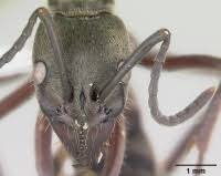 Image result for Nesaea polycephala