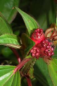 Image result for Tristemma