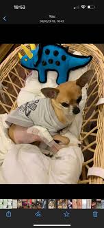 Five years ago, Rocky had four surgeries in a year. He's now disabled but  lives his best life : r/Chihuahua