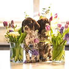 Featuring graphic arts, design and illustration — and the occasional cute animal pictures. Two Pups With Flowers Photograph By Kimberly Petts