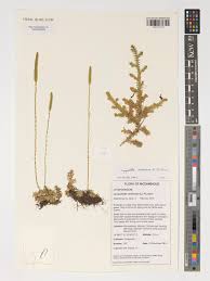 Image result for Lycopodiella caroliniana