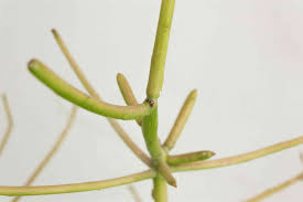 With time, the vascular cambiums will match and create a new plant. Pencil Cactus Plant Care Growing Guide