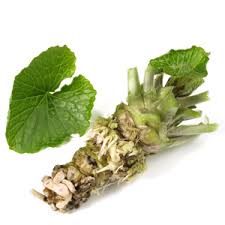 Sale wasabi live plant all the world. Wasabi Growing Guide One Green World