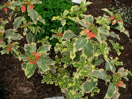 Image result for Euphorbia heterophylla