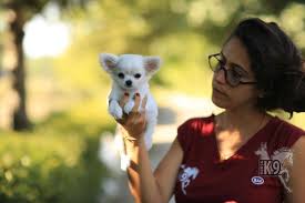 Satilik Chihuahua Yavrulari Goruntuler Ile Chihuahua Kopek Binicilik
