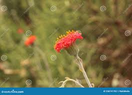 Image result for Kleinia grantii