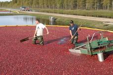 Cranberry Fest Marsh and Wine Tasting Tours