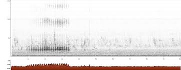 Proctor valley road chapter 2. Cactus Wren Campylorhynchus Brunneicapillus Xeno Canto