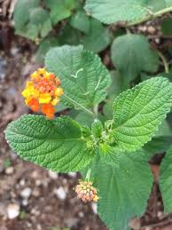 Image result for Lantana angolensis
