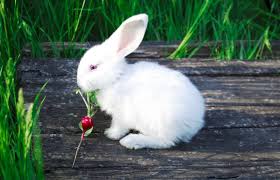 Many animals enjoy eating strawberries. Can Rabbits Eat Radishes Vet Explains Pets