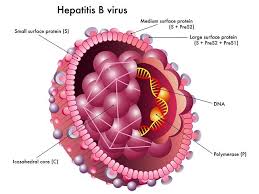 Overview of hepatitis b virus mutations and their implications in the management of infection/ p. Hepatitis B Pada Kelompok Populasi Khusus Alomedika