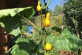 Bereits mitte april kann eine aussaat in pflanztöpfe erfolgen. So Pflanzen Sie Kurbis Im Garten An