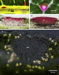 Image result for Ekebergia benguelensis