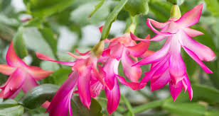 The flowers are long and are held more or less horizontally on the. Caring For Your Christmas Cactus And Poinsettia Farmers Almanac