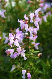 Image result for Clinopodium simense