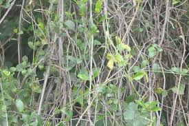 Image result for Secamone