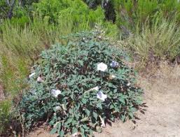 Image result for Datura