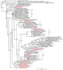 Image result for Eragrostis paniciformis