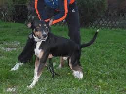 daccias adoptee a la spa de sarreguemines chien croise chien animales