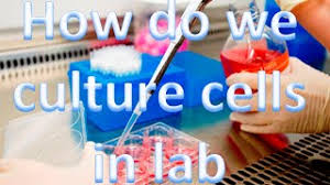Check spelling or type a new query. Cell Culture Techniques 1 How Do We Culture Cells In The Lab Youtube