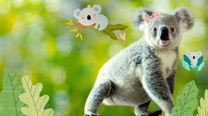 Image result for koala