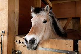 Englische nachnamen und deren bedeutung. Schone Pferdenamen Fur Stute Und Hengst Die Tierexperten