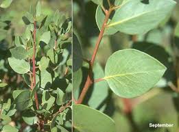 Image result for Aristida canescens