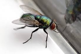 1 where are you off to with that ladder? How To Get Rid Of Flies Inside And Outside Of Your House