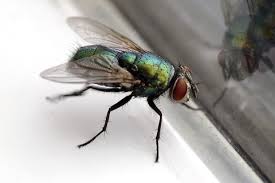 Besides reducing the aesthetic and recreational value of your home, fire ants can subscribe to news updates. How To Get Rid Of Flies Inside And Outside Of Your House
