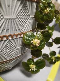 Image result for Hermannia depressa