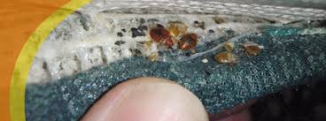 Image result for bed bugs eggs