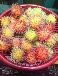 Image result for Vangueria esculenta