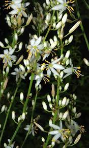 Image result for Chlorophytum krookianum
