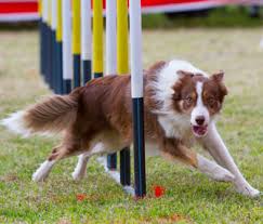 Take the time to provide the dog with at least the most essential backyard amenities such as a shade in summer to keep the. Fun Outdoor Activities For You And Your Dog