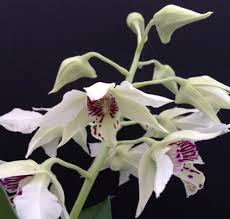 Image result for Polystachya campyloglossa