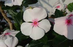 Vinca minor, or common periwinkle, is easy to propagate from division, stem cuttings and seed. Planting Periwinkle In Your Garden A Complete Guide Happy Diy Home