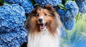 The dog will need to be taken to the vet symptoms that your dog has ingested these are bloody diarrhea, nausea, dehydration, excessive. My Dog Just Ate My Hydrangea Bushes Are Hydrangeas Toxic To Dogs