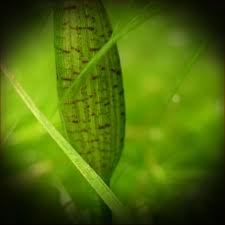 Image result for Ottelia ulvifolia