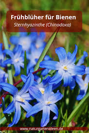 Top 6 Fruhlingsblumen Fur Den Garten Bienennahrung Im Fruhling Garten Fruhling Blumen Bienenfreundlicher Garten